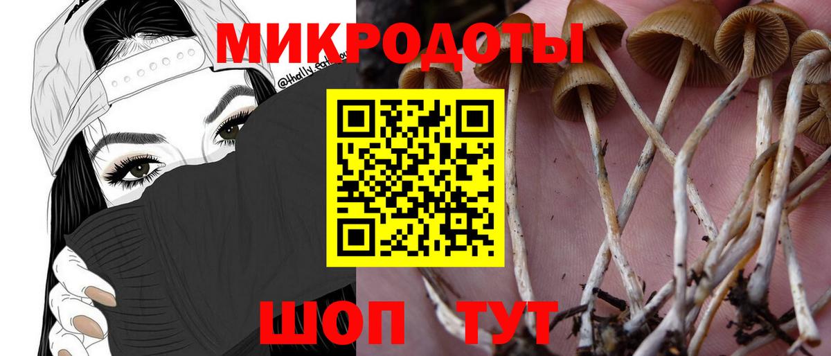 Аргун  Галлюциногенные грибы Psilocybe  Вход с VPN 